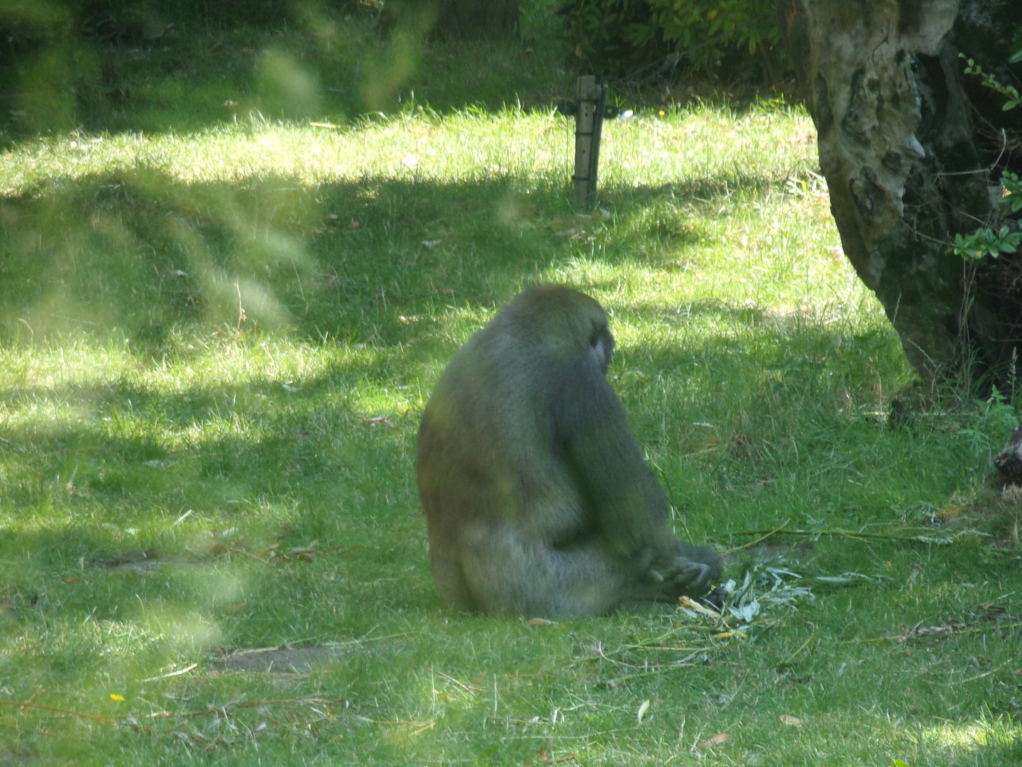 Africa- Gorilla 13.7.23