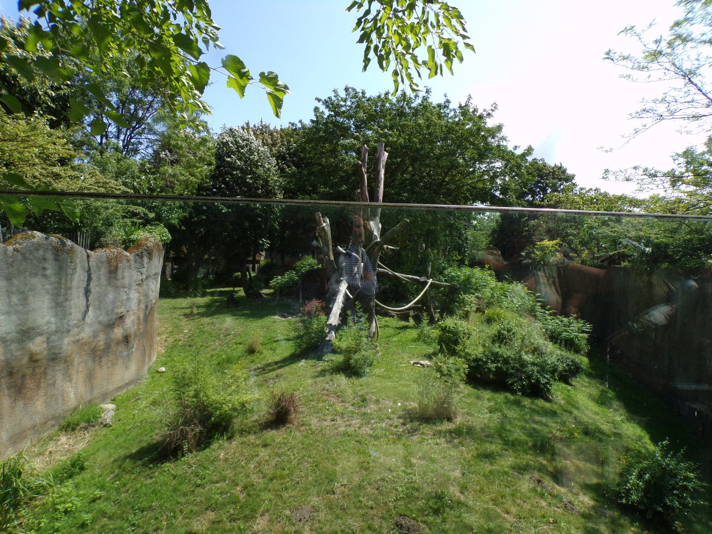 Africa- Gorilla enclosure 13.7.23