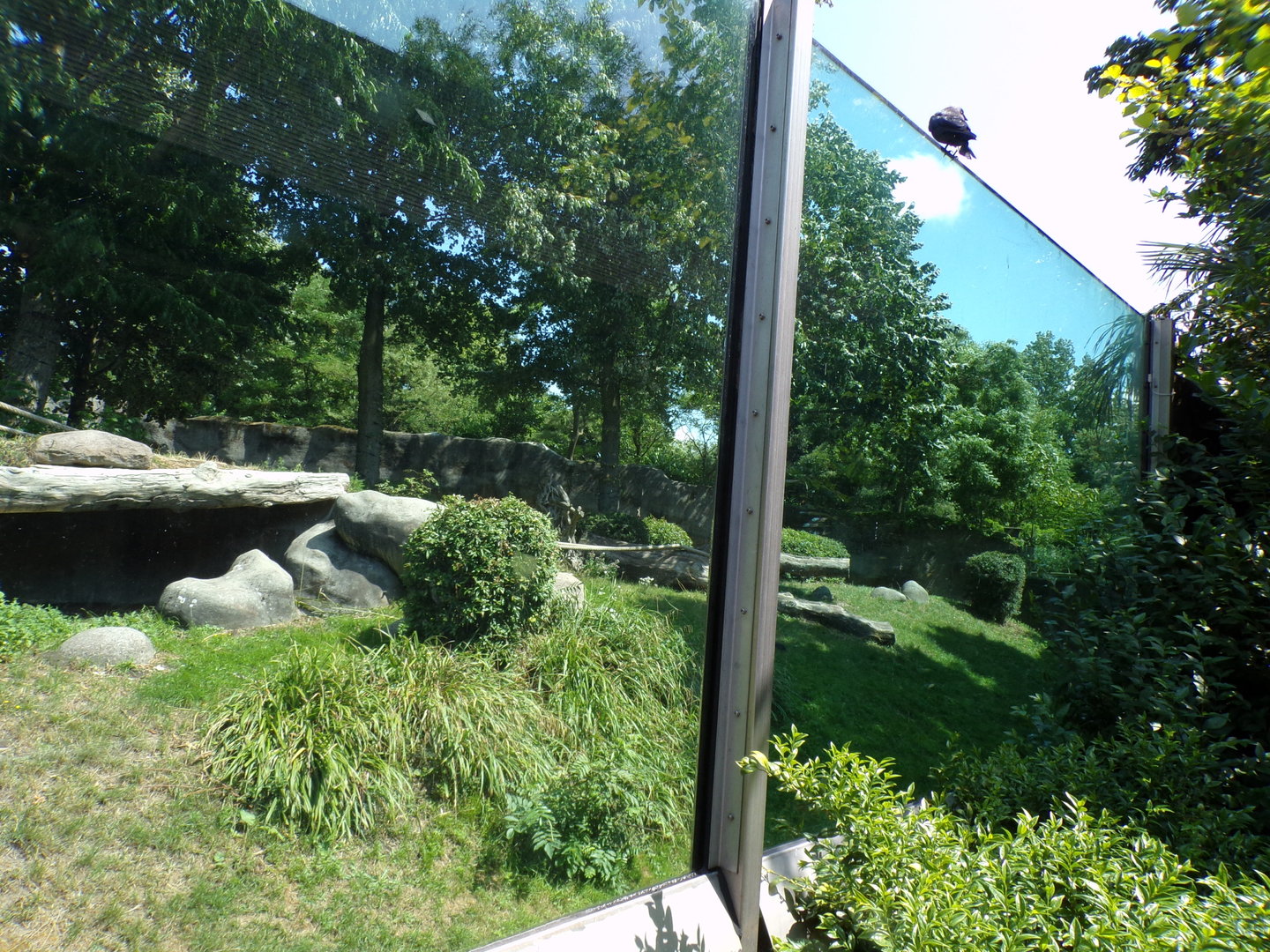 Africa- Gorilla enclosure 13.7.23