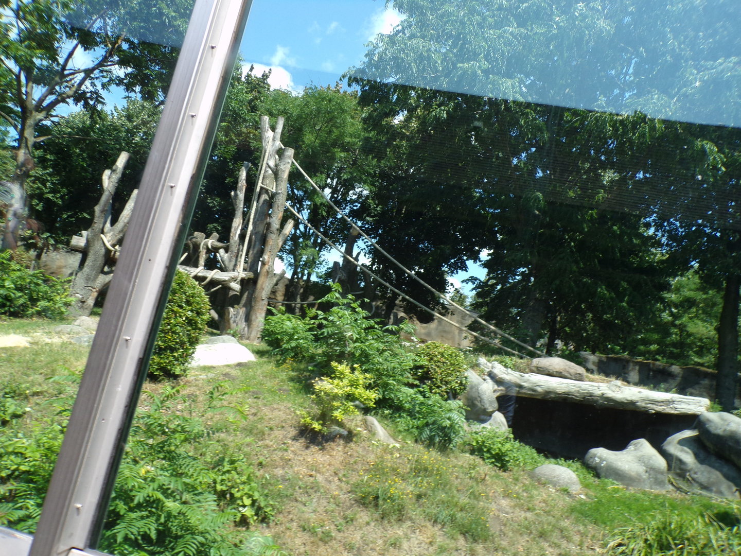 Africa- Gorilla enclosure 13.7.23