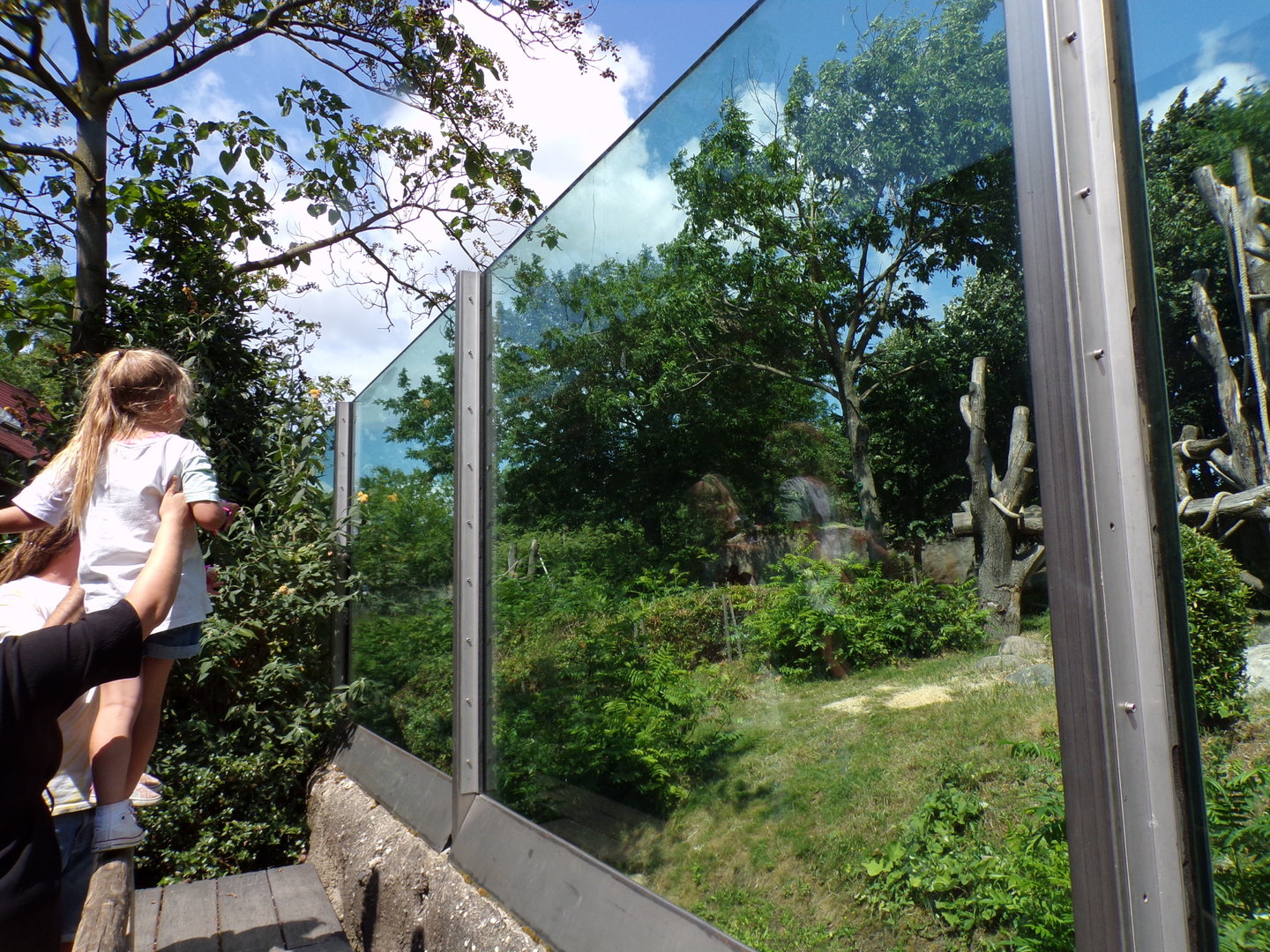 Africa- Gorilla enclosure 13.7.23