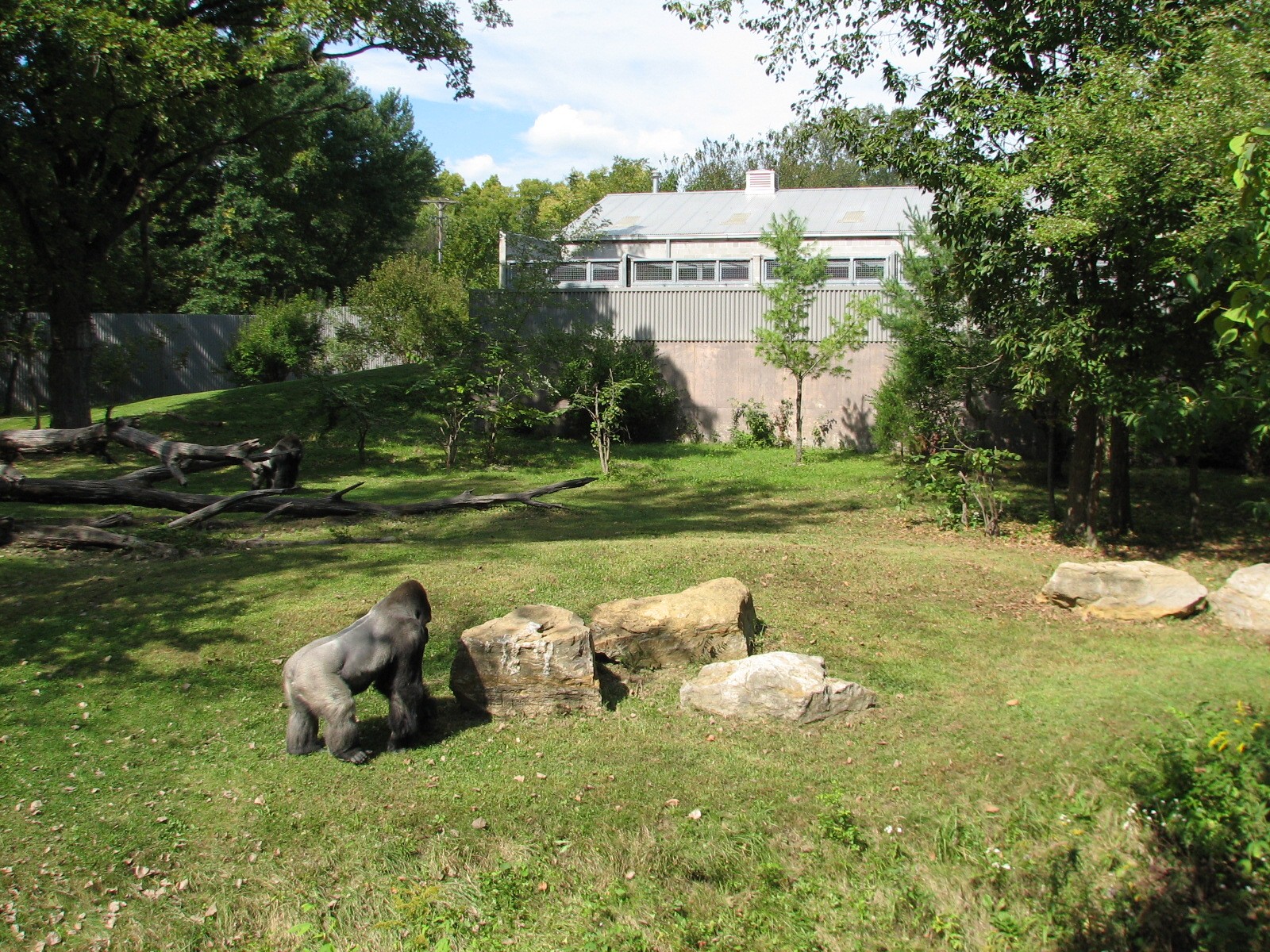 Africa - Gorilla Exhibit