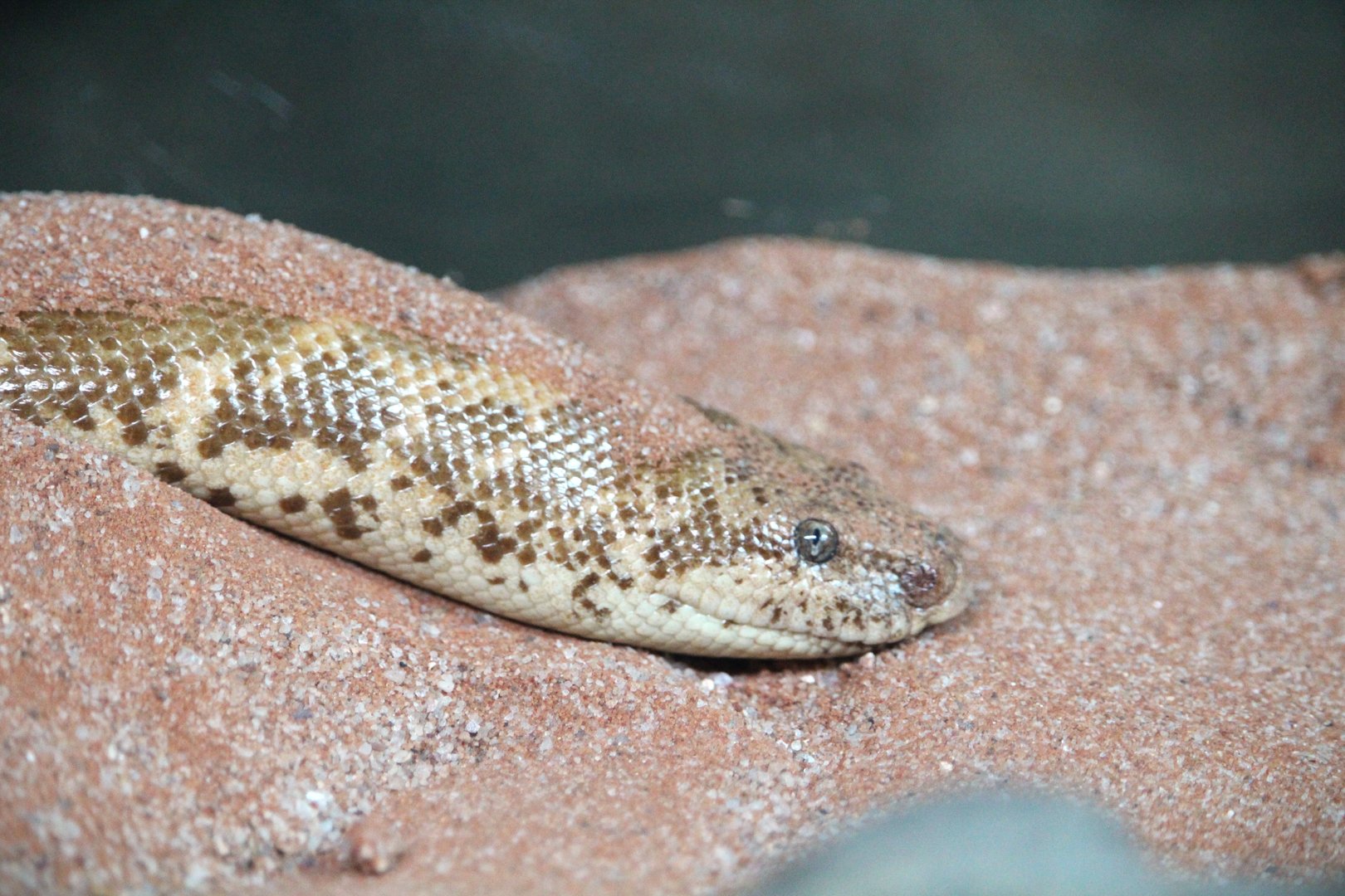 Africa - Gorilla Falls Exploration Trail - Kenyan Sand Boa