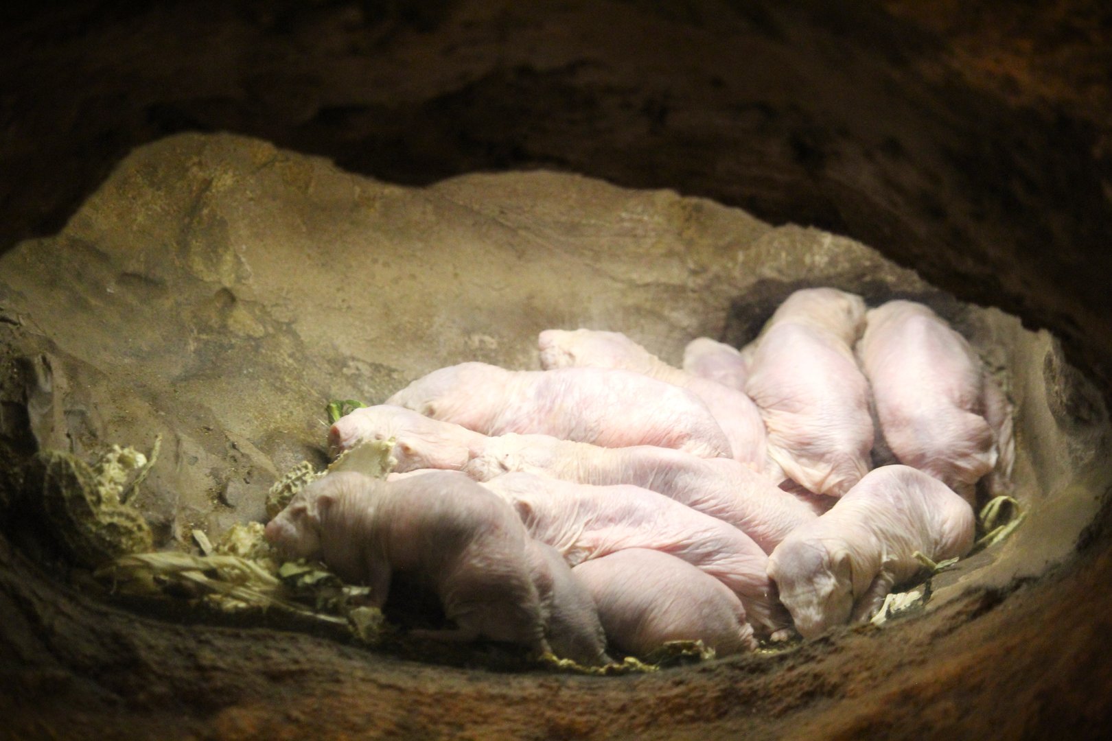 Africa - Gorilla Falls Exploration Trail - Naked Mole-Rats