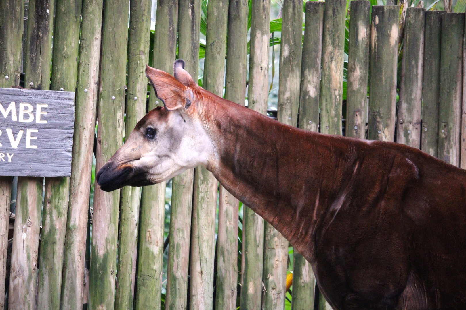 Africa - Gorilla Falls Exploration Trail - Okapi
