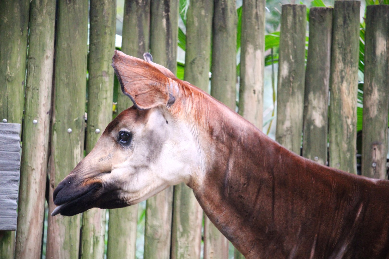 Africa - Gorilla Falls Exploration Trail - Okapi