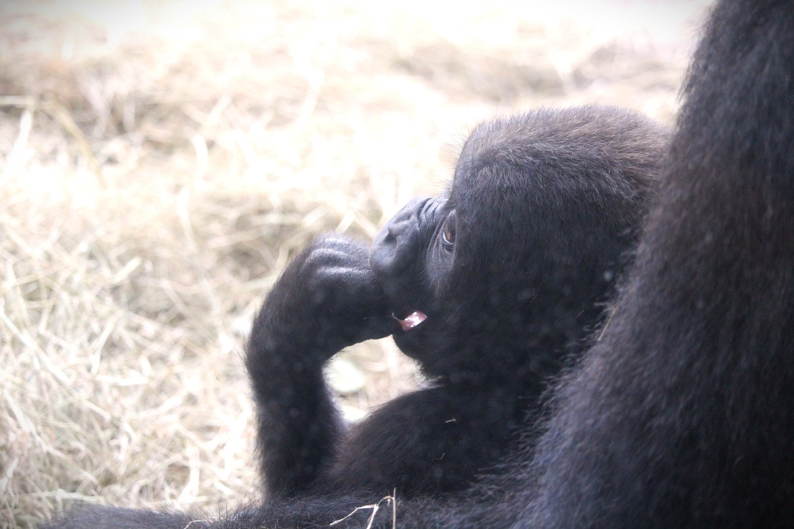 Africa - Gorilla Falls Exploration Trail - Western Lowland Gorilla