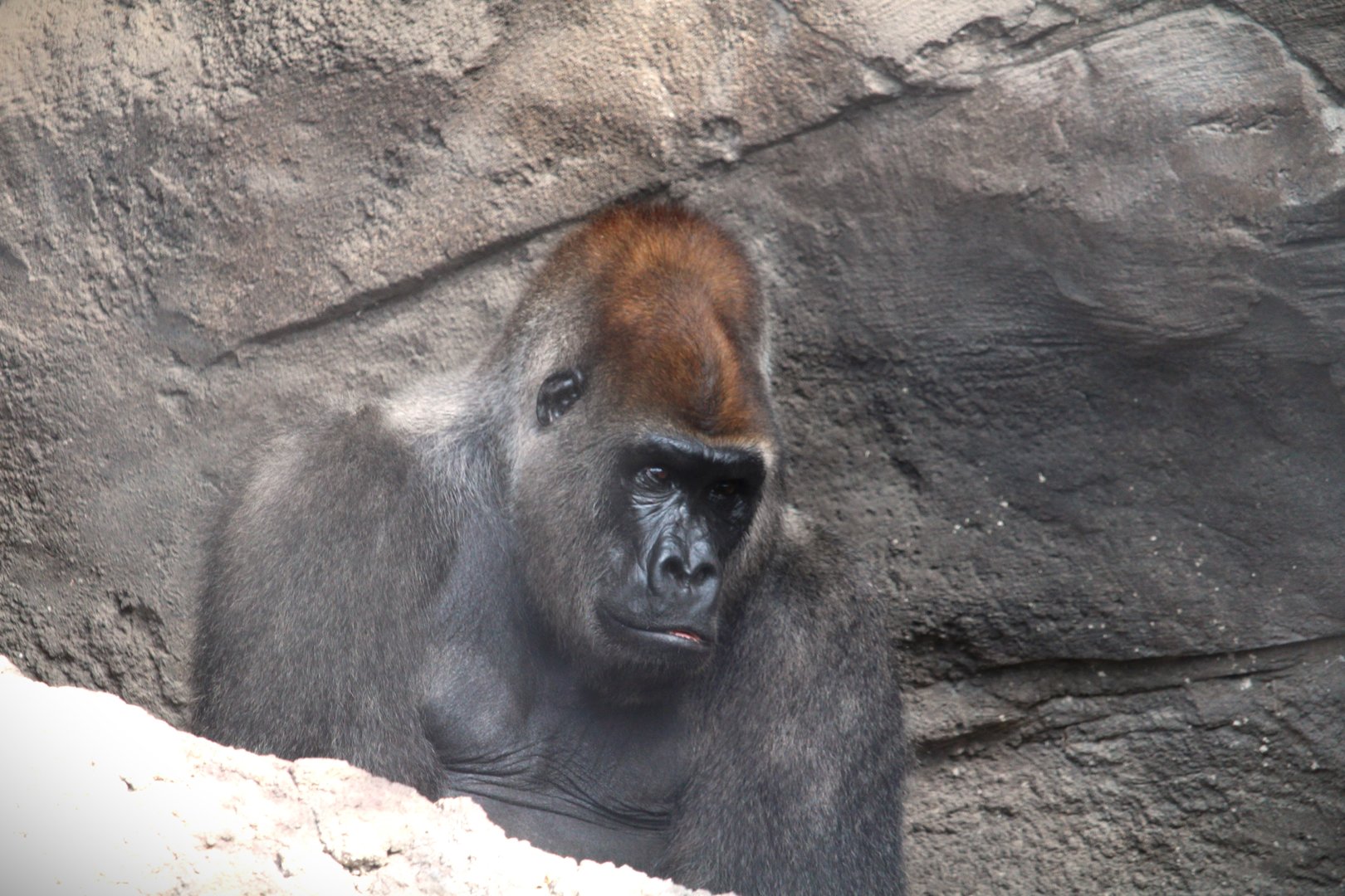 Africa - Gorilla Falls Exploration Trail - Western Lowland Gorilla