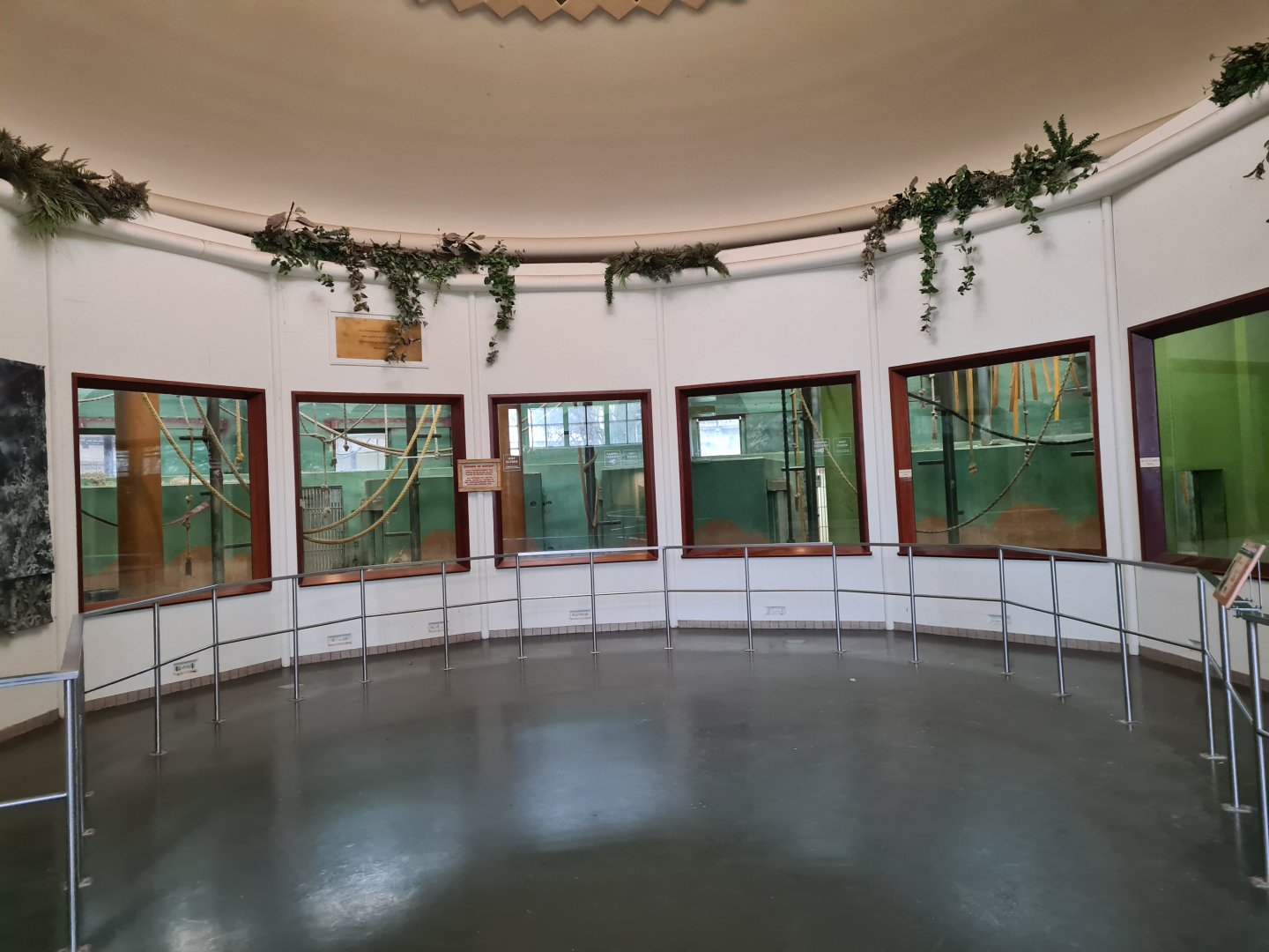 Africa - Gorilla indoor holding viewing