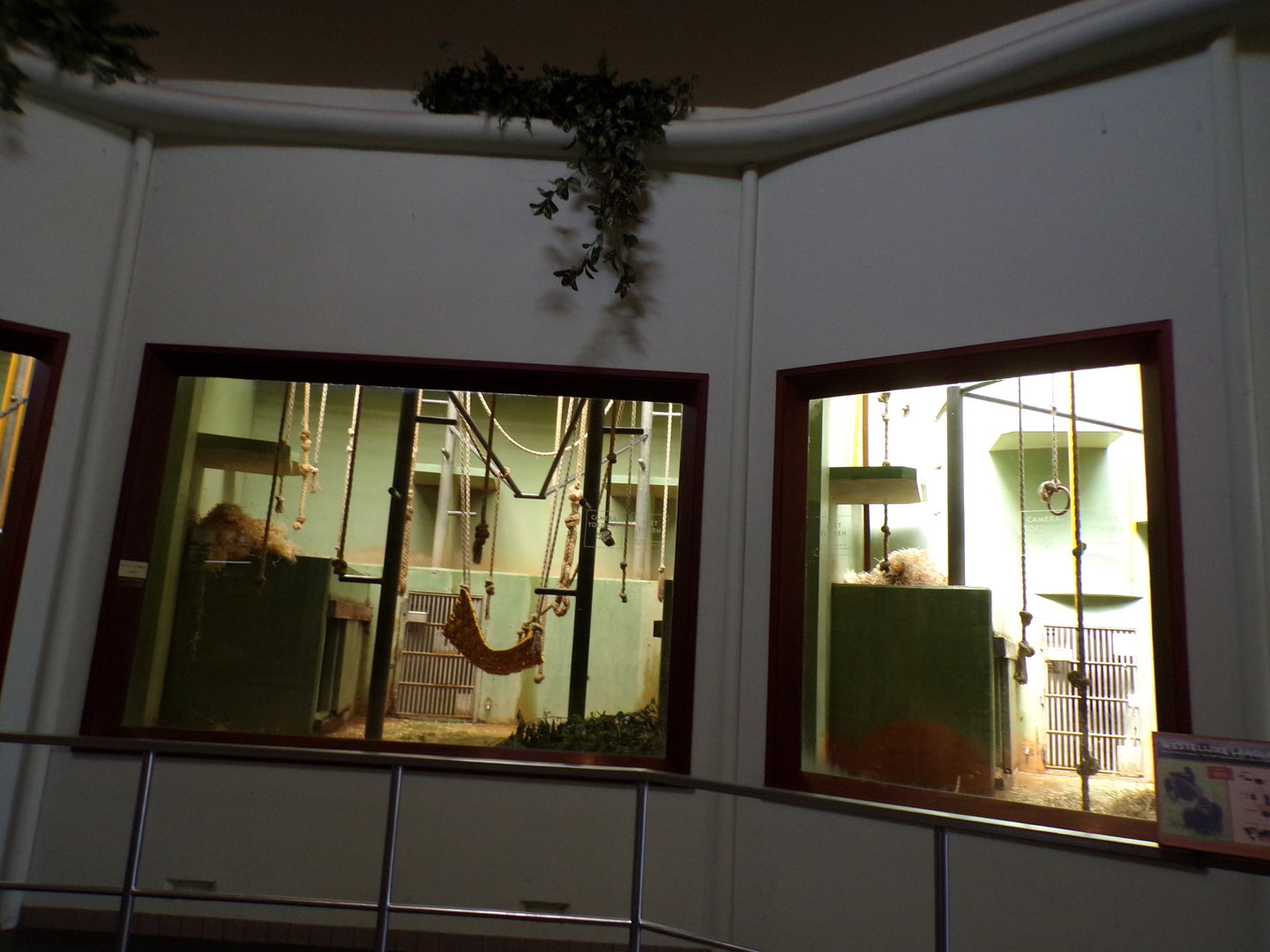 Africa- Gorilla indoors 13.7.23