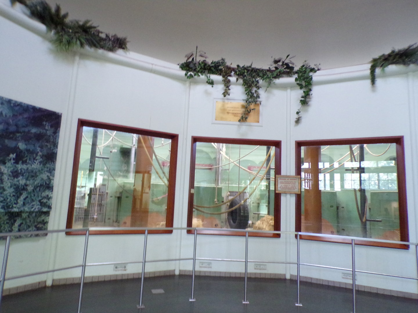 Africa- Gorilla indoors 13.7.23