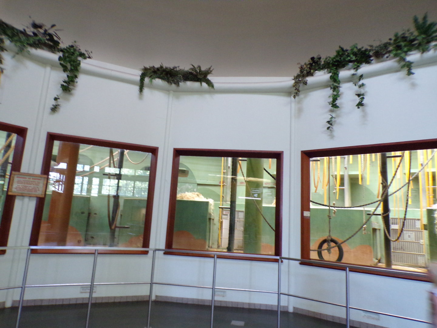 Africa- Gorilla indoors 13.7.23