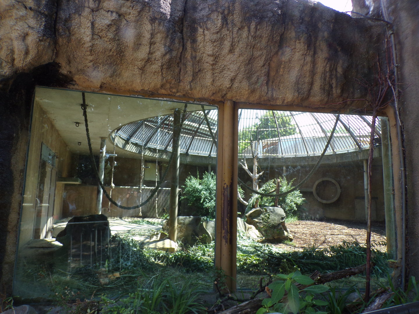 Africa- Gorilla separation enclosure? 13.7.23