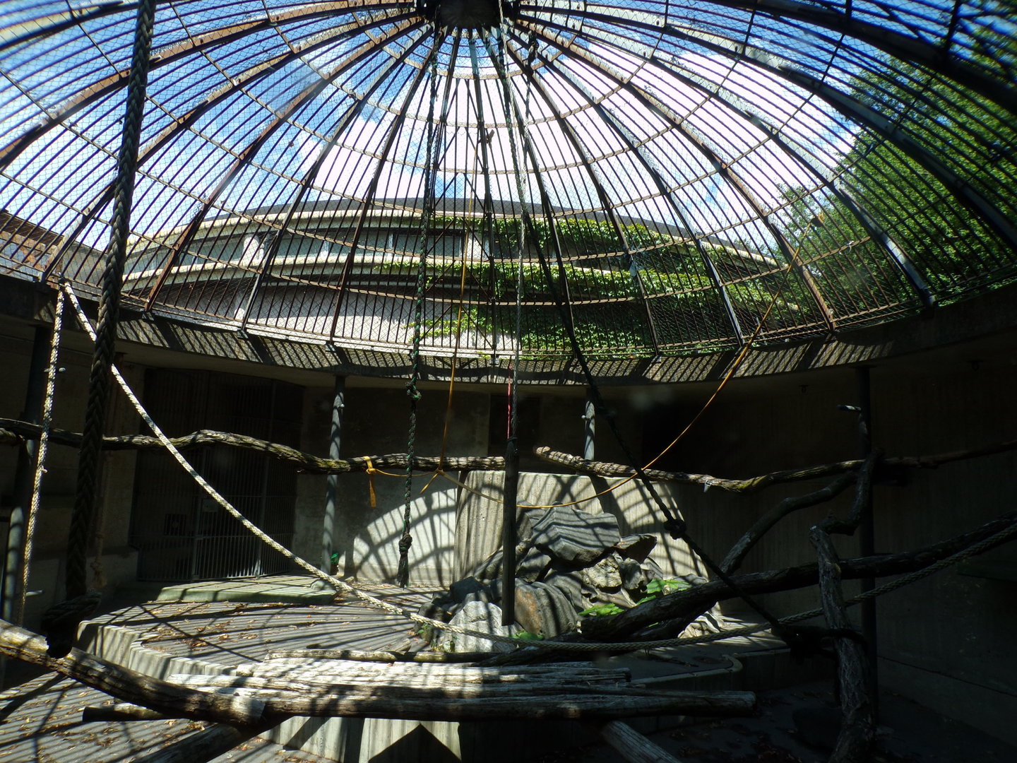 Africa- Gorilla separation enclosure? 13.7.23