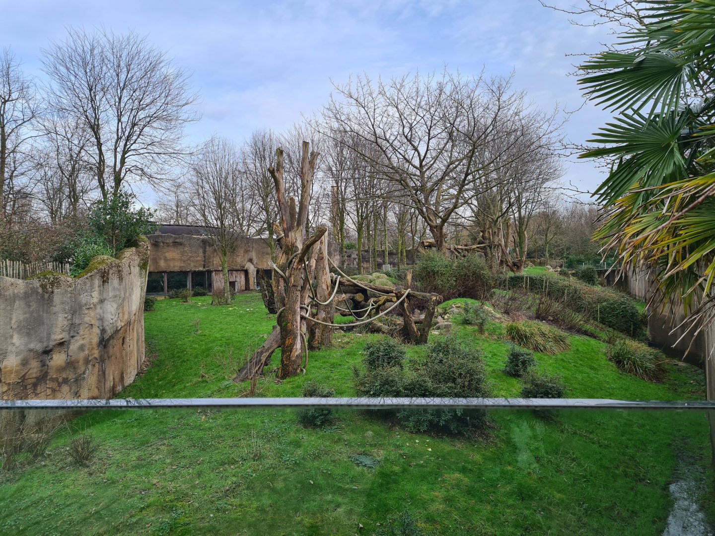 Africa - Gorilla valley