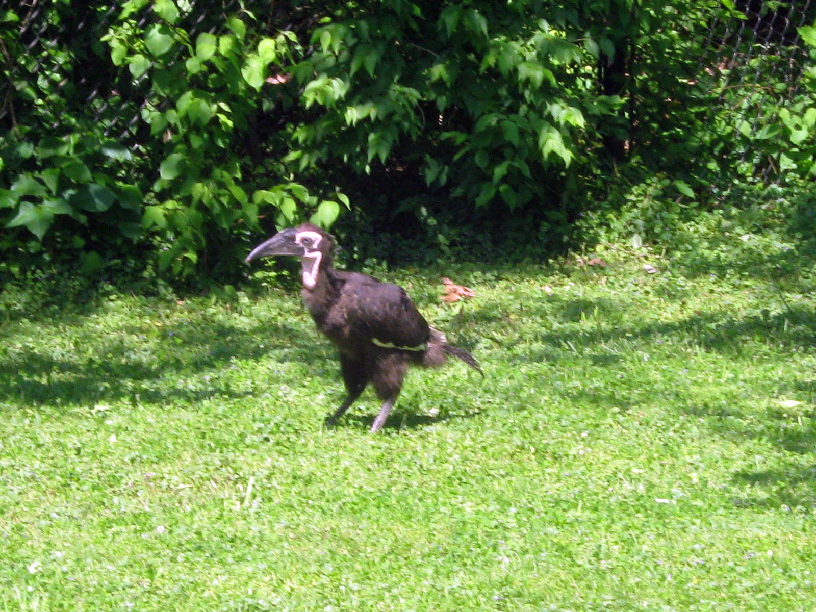 Africa-Gorund Hornbill