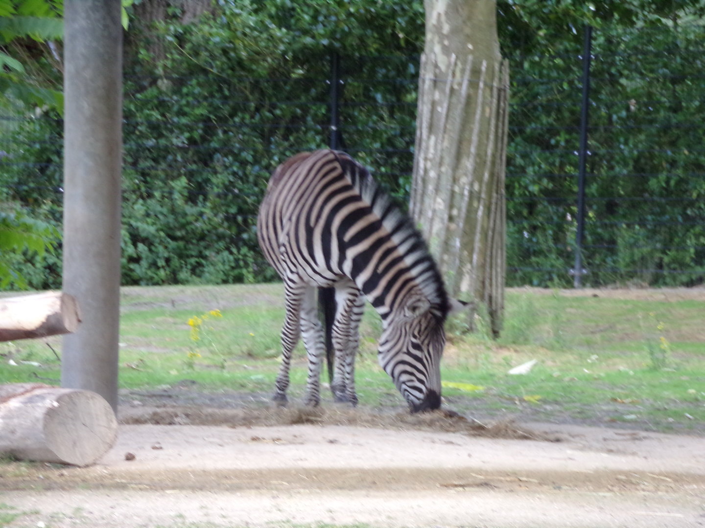Africa- Grant’s zebra 13.7.23