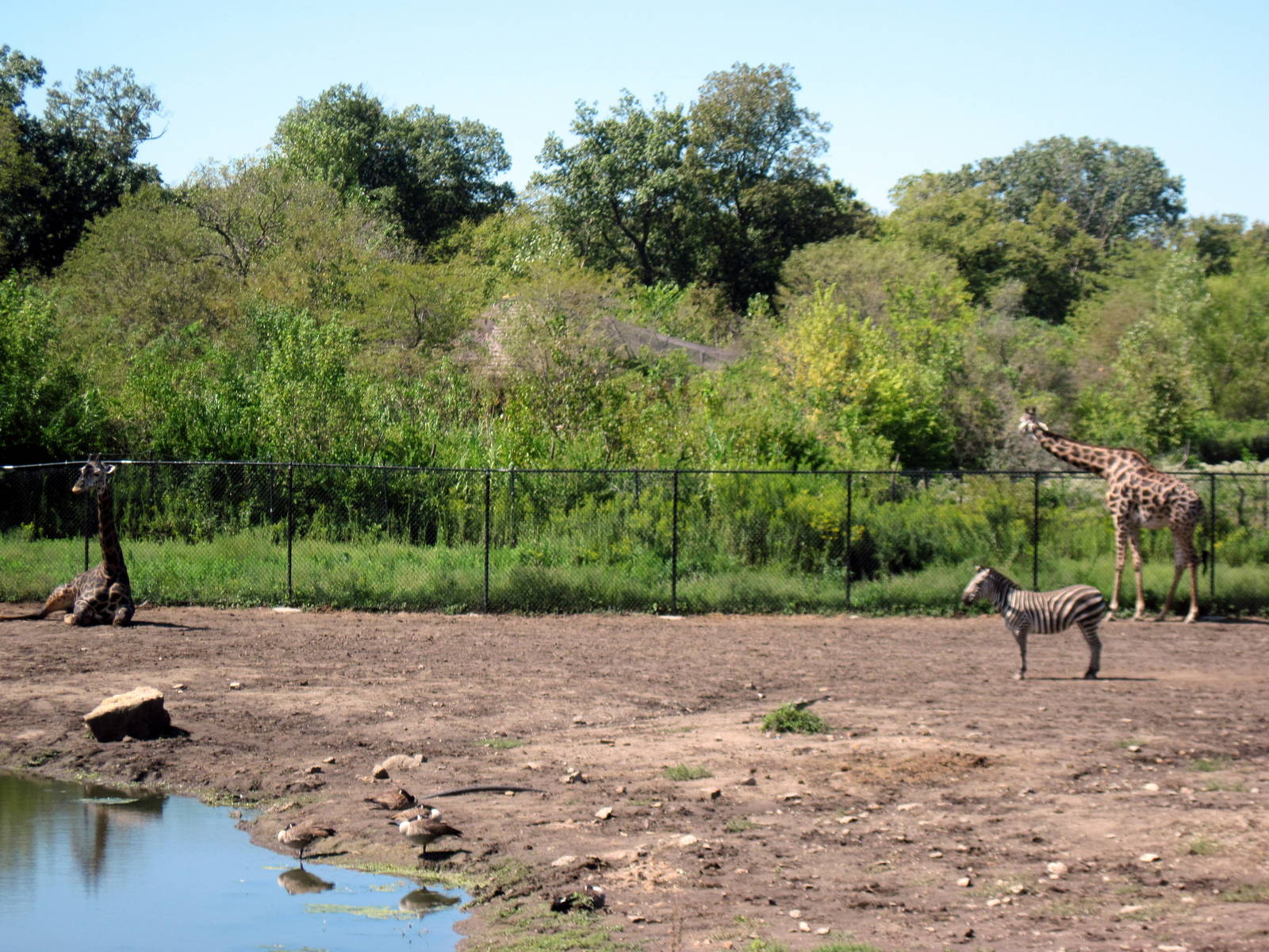 Africa-Grant's Zebra and Masai Giraffes