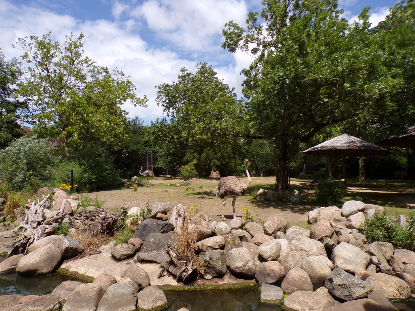 Africa- Grant’s zebra and ostrich enclosure 13.7.23