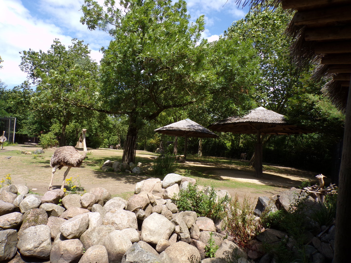 Africa- Grant’s zebra and ostrich enclosure 13.7.23