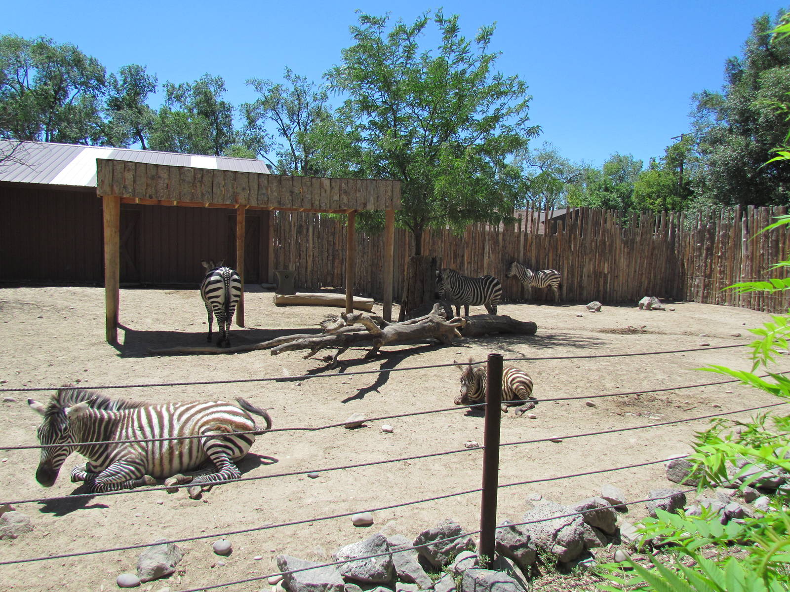 Africa - Grants Zebra Exhibit
