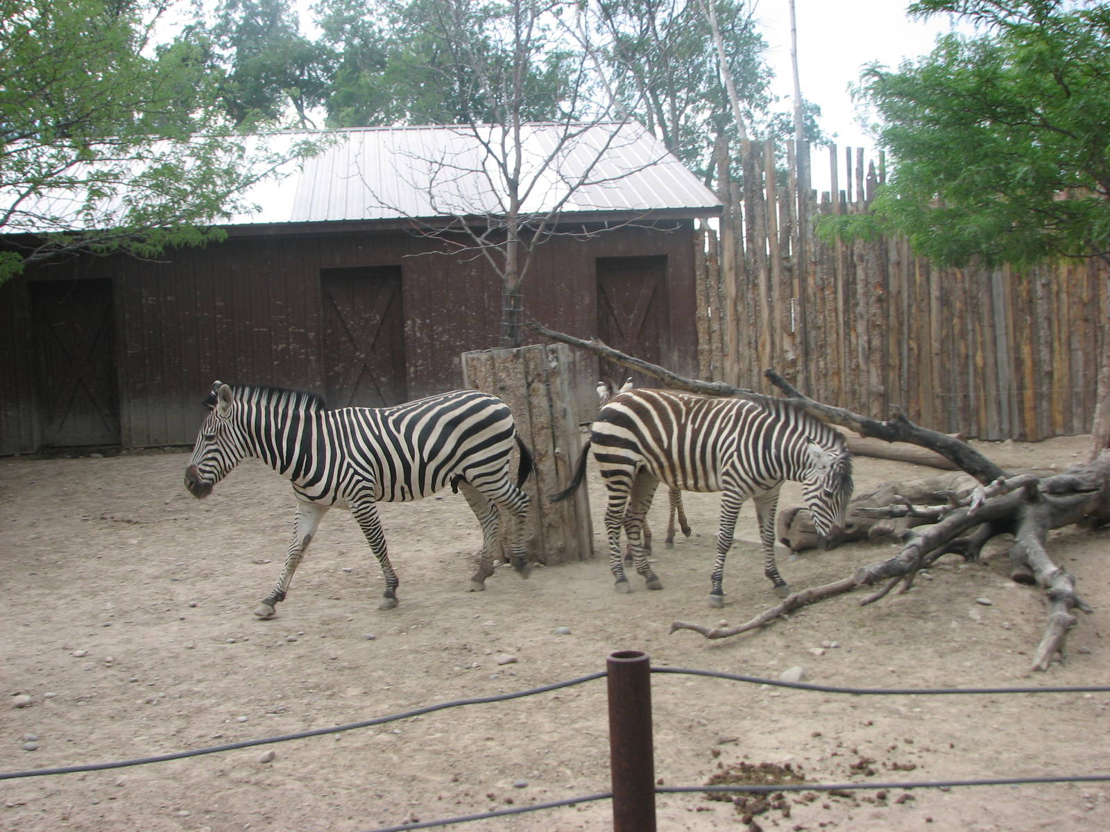 Africa - Grant's Zebra