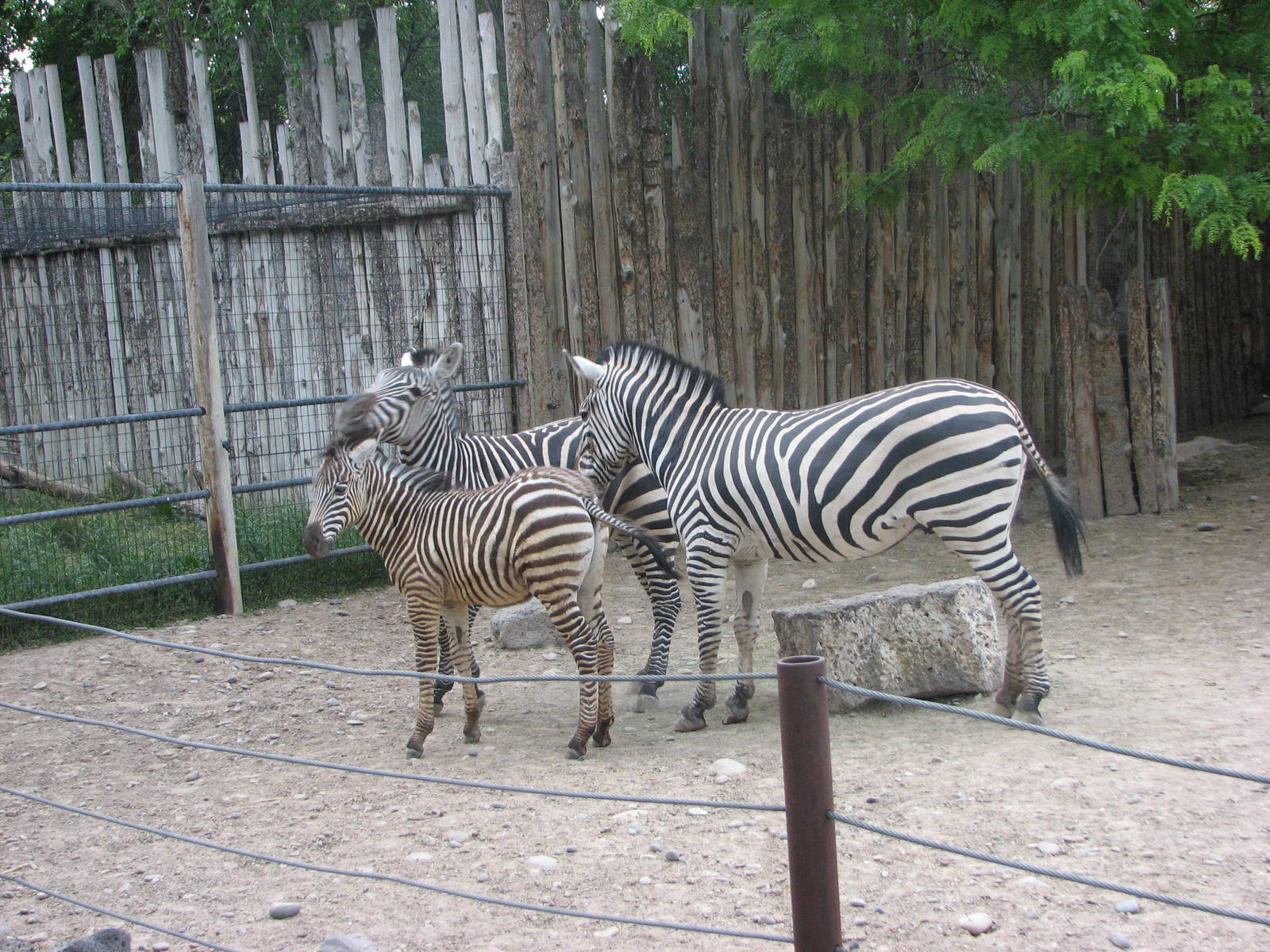 Africa - Grant's Zebra