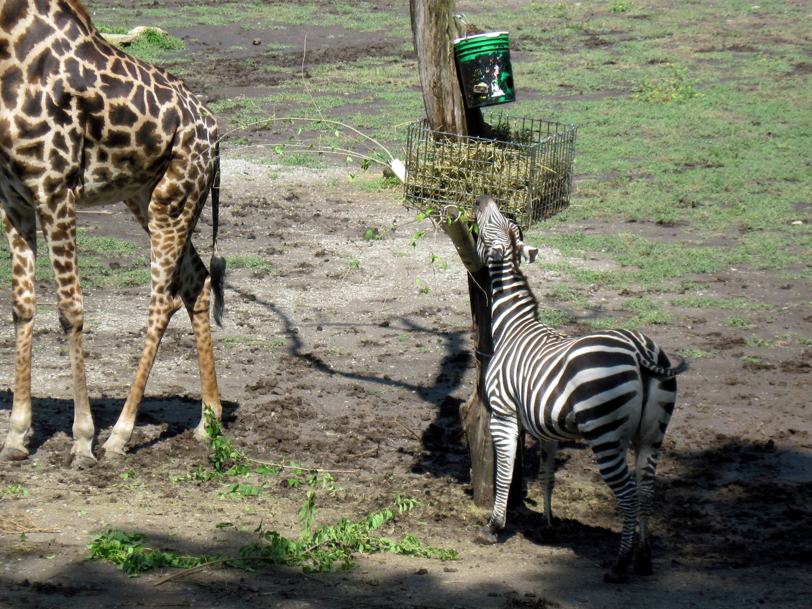 Africa-Grant's Zebra