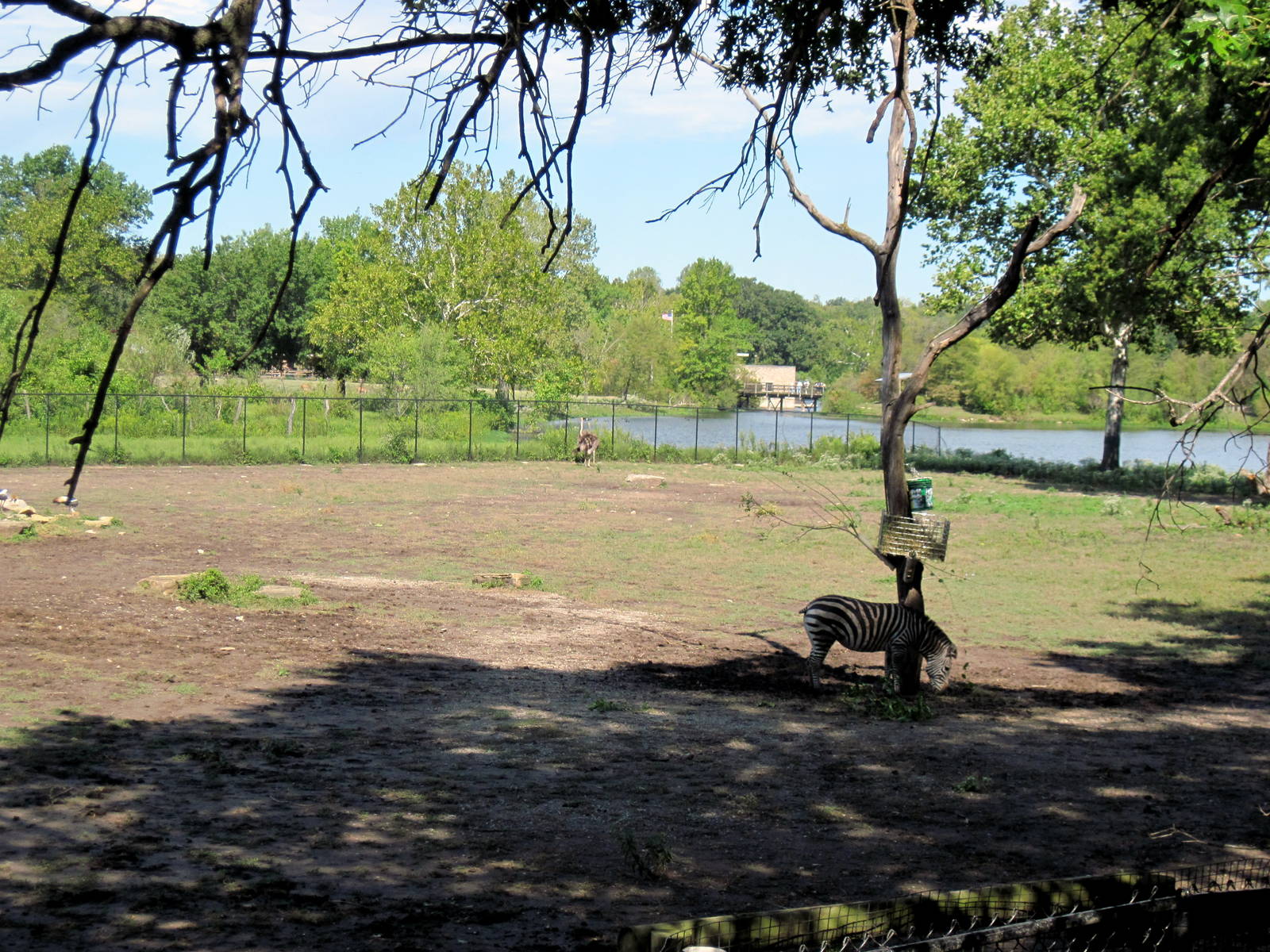 Africa-Grant's Zebra