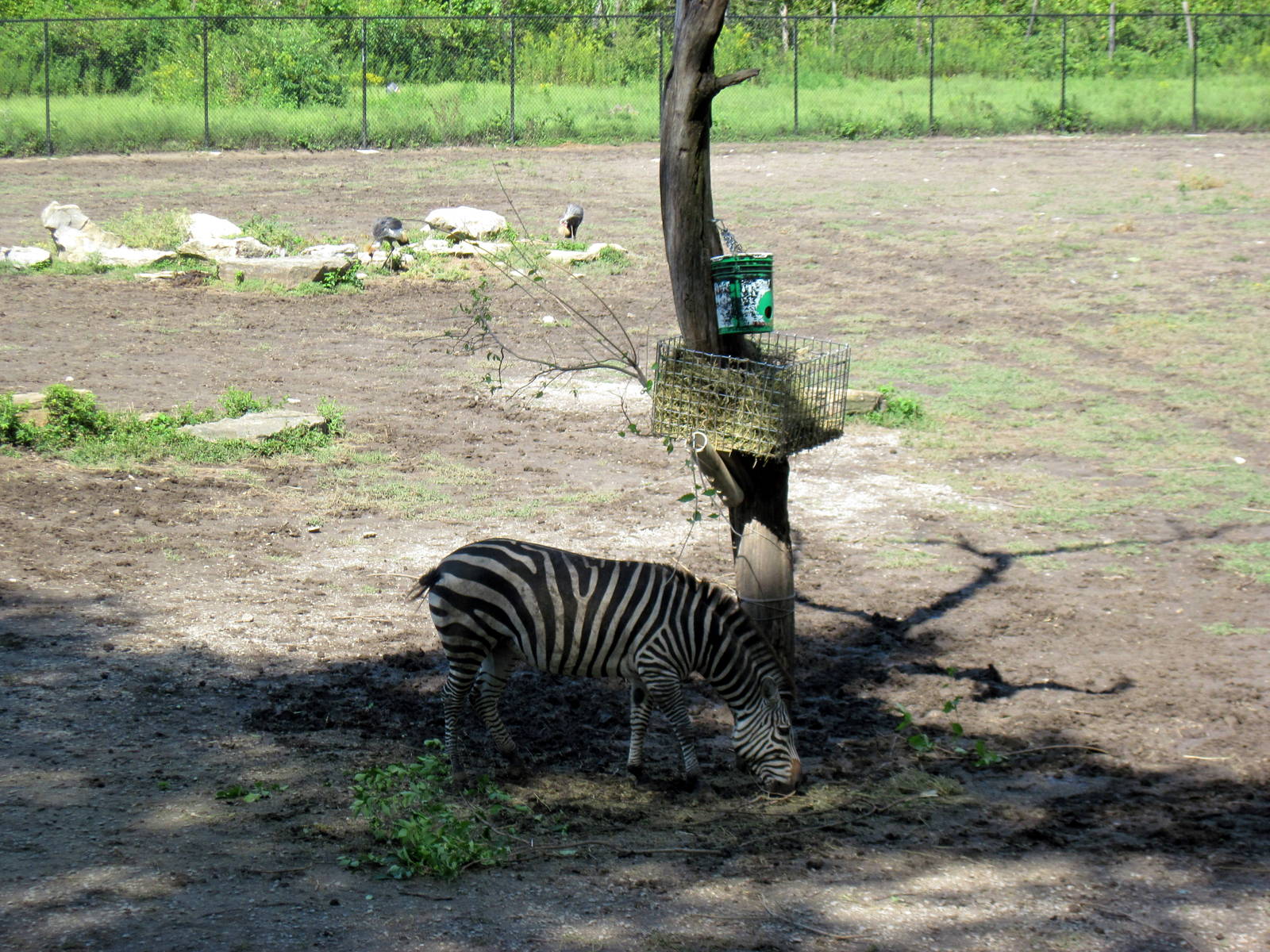 Africa-Grant's Zebra