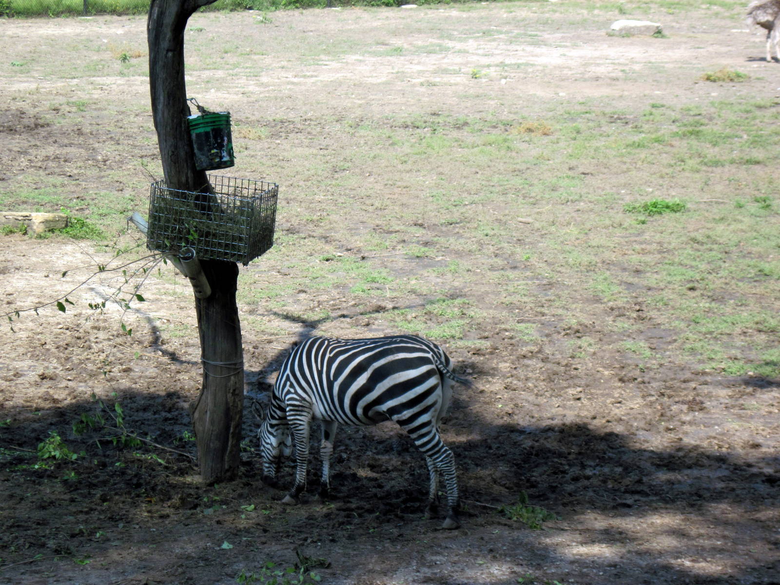 Africa-Grant's Zebra