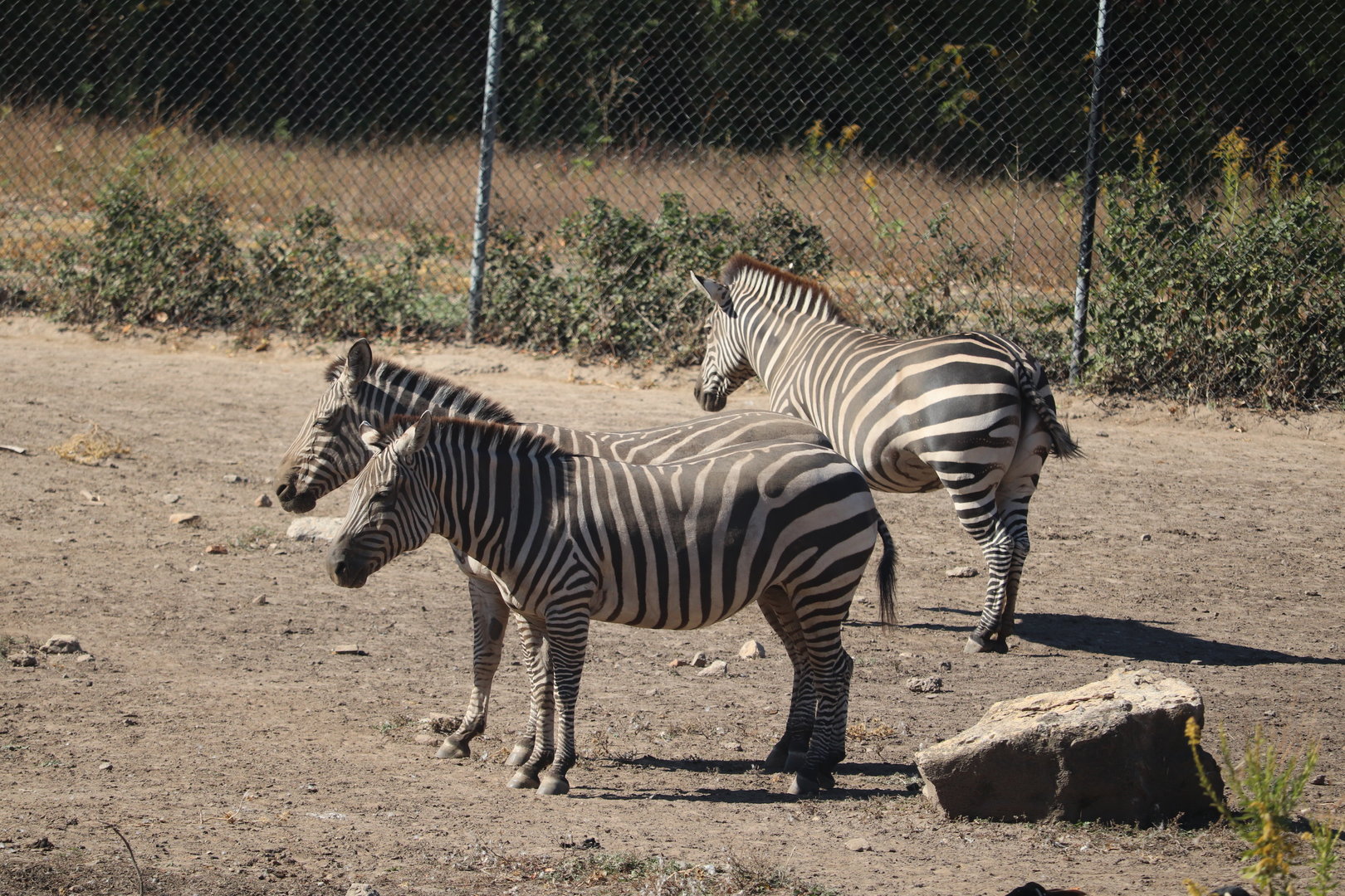 Africa - Grant's Zebra