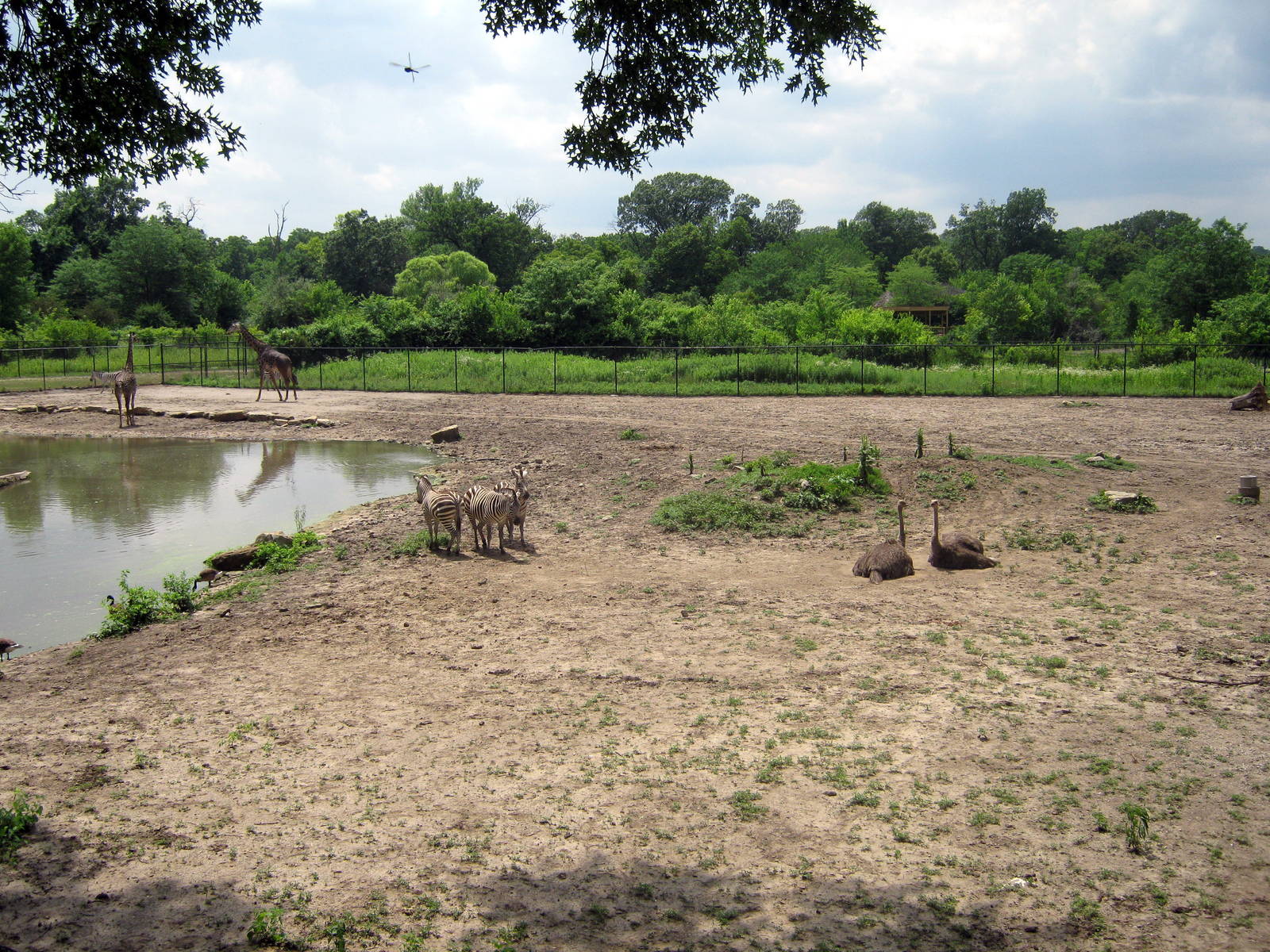 Africa-Grant's Zebras and Ostriches