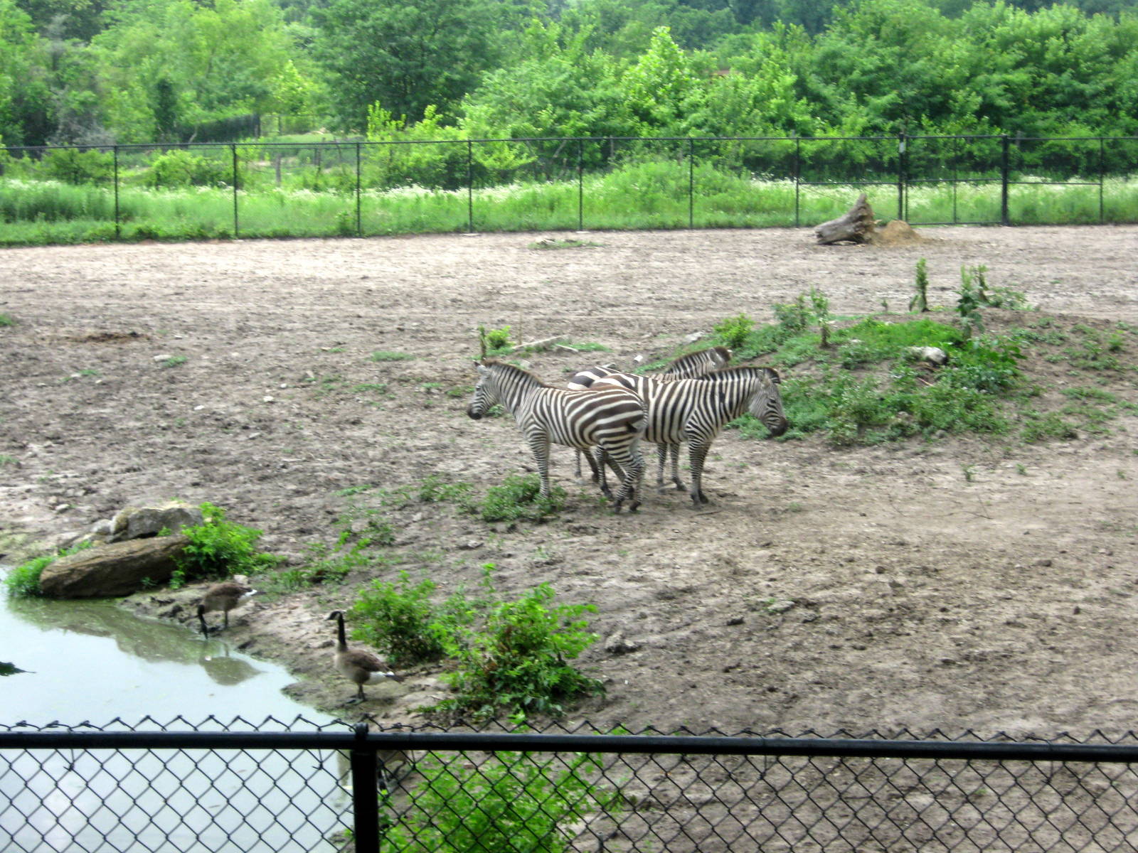 Africa-Grant's Zebras