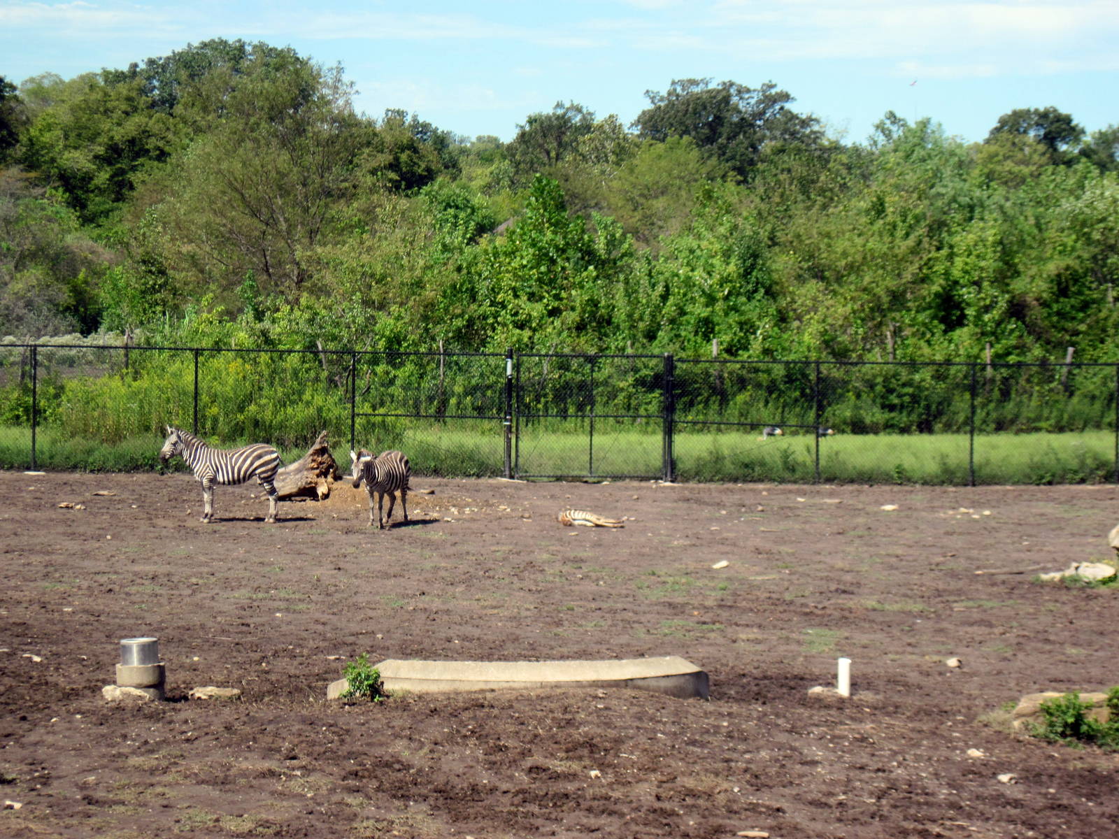 Africa-Grant's Zebras