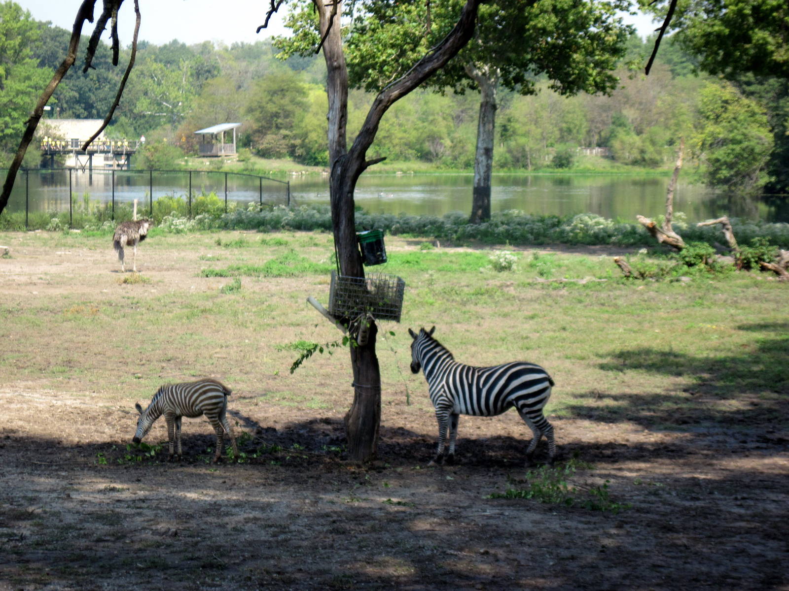 Africa-Grant's Zebras