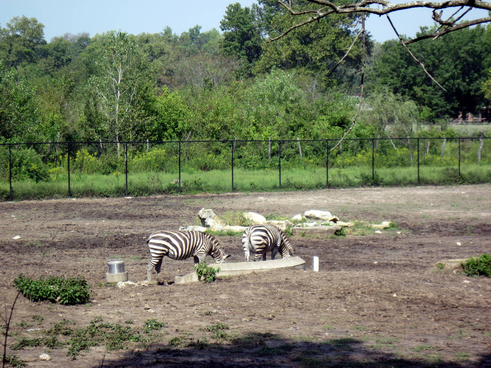 Africa-Grant's Zebras