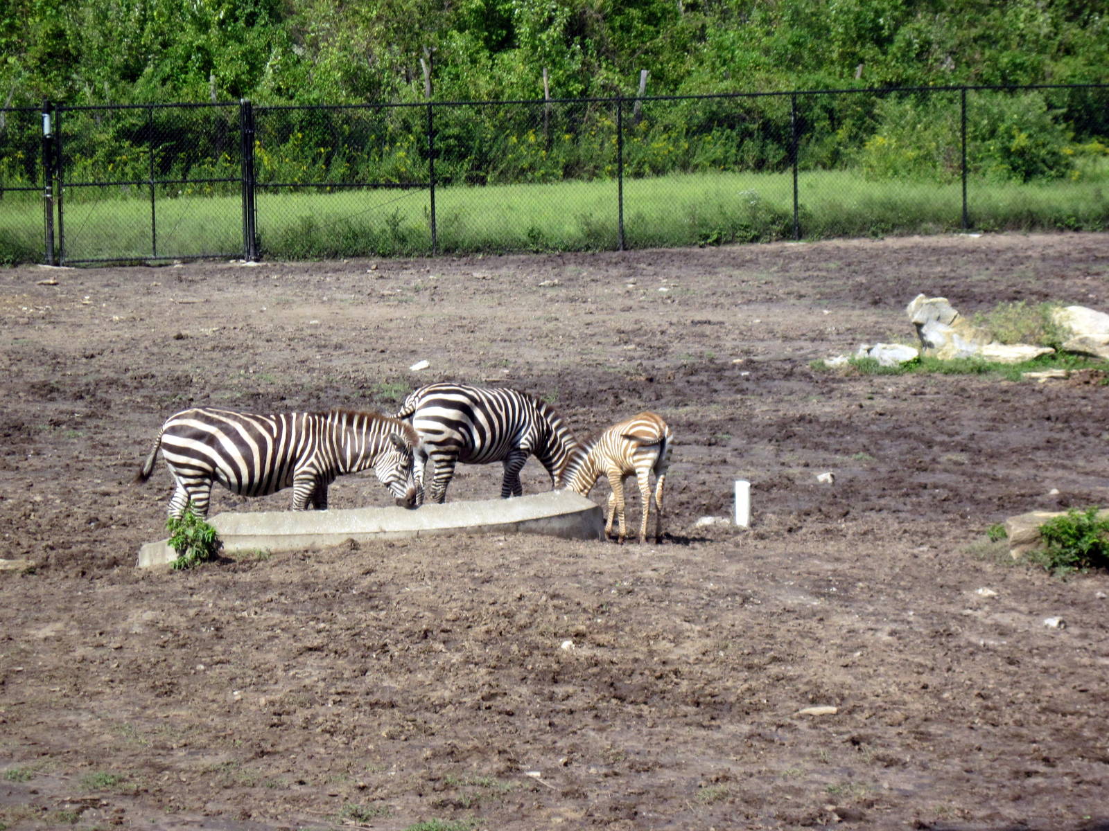 Africa-Grant's Zebras