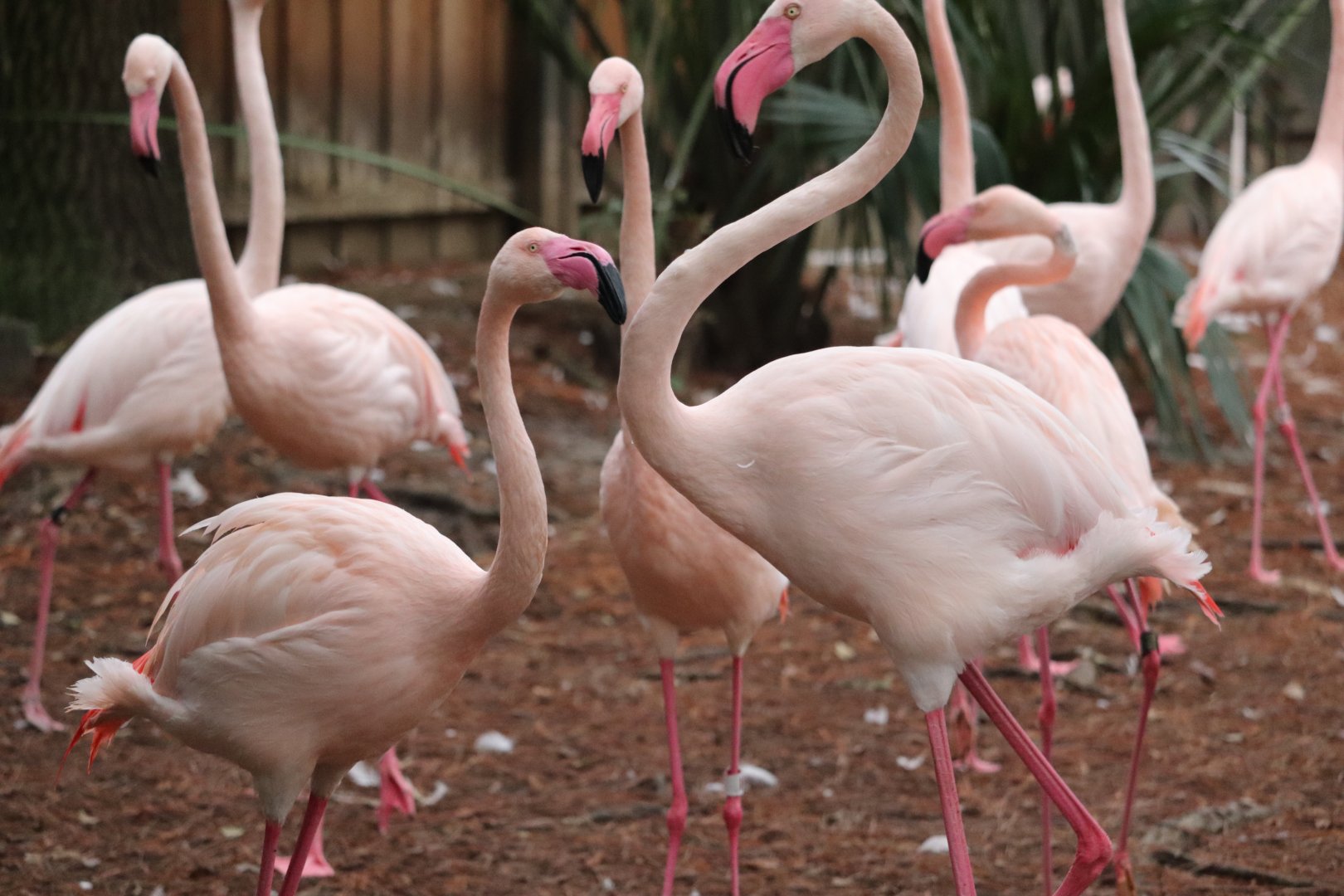 Africa - Greater Flamingo