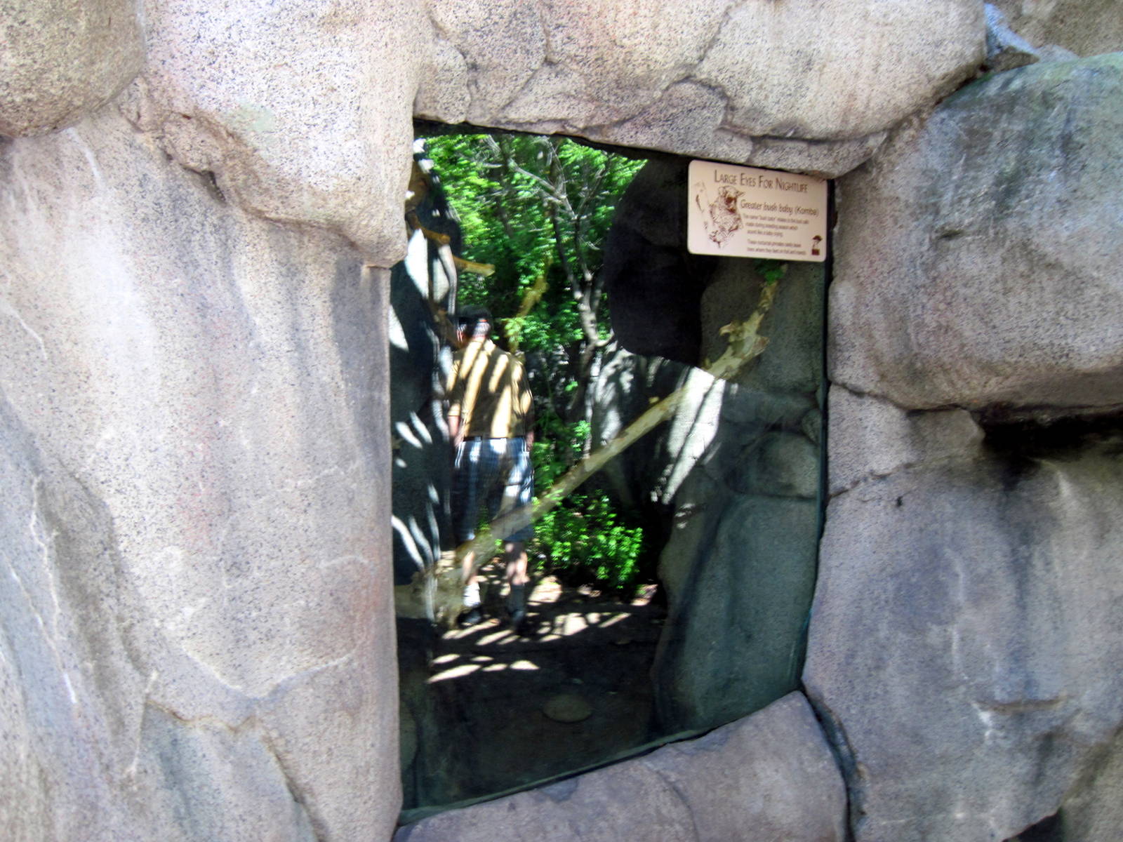 Africa-Greater Galago Exhibit