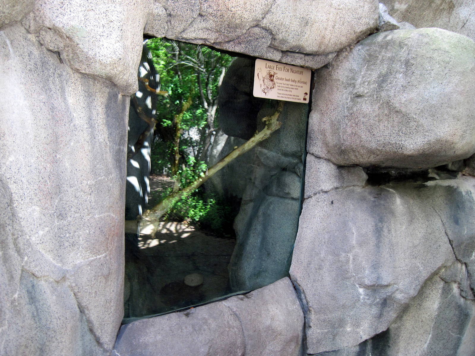 Africa-Greater Galago Exhibit