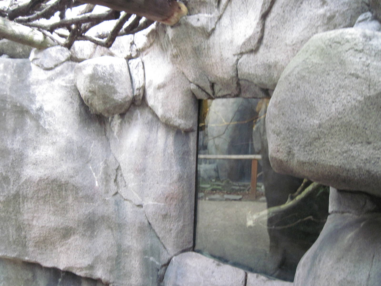 Africa-Greater Galago Exhibit