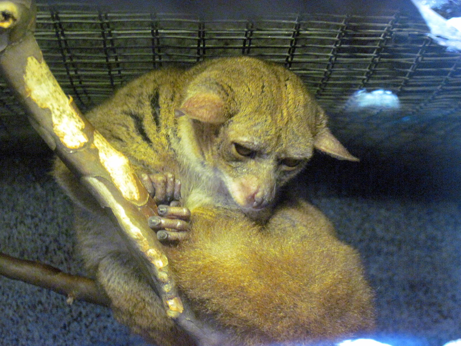 Africa-Greater Galago