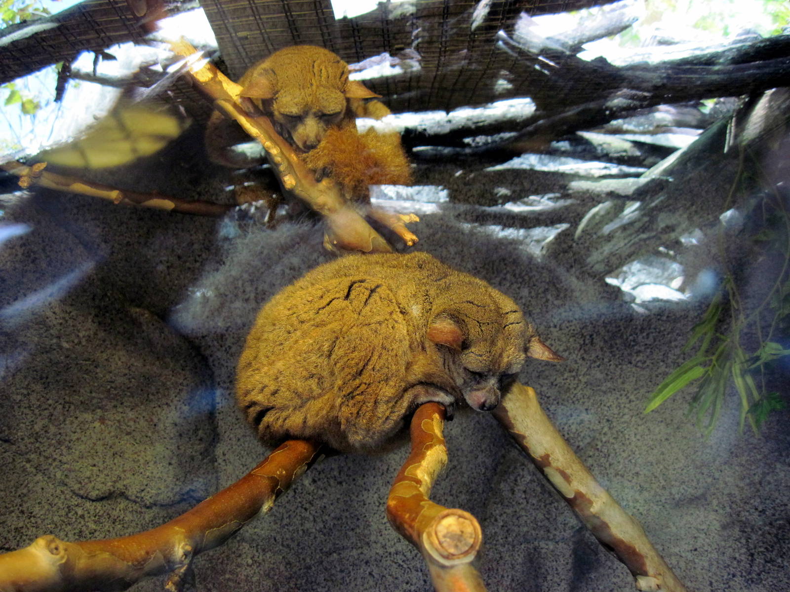 Africa-Greater Galago