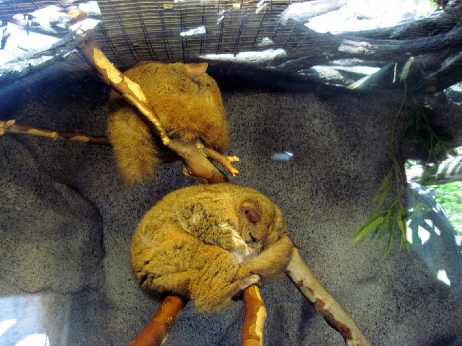 Africa-Greater Galago