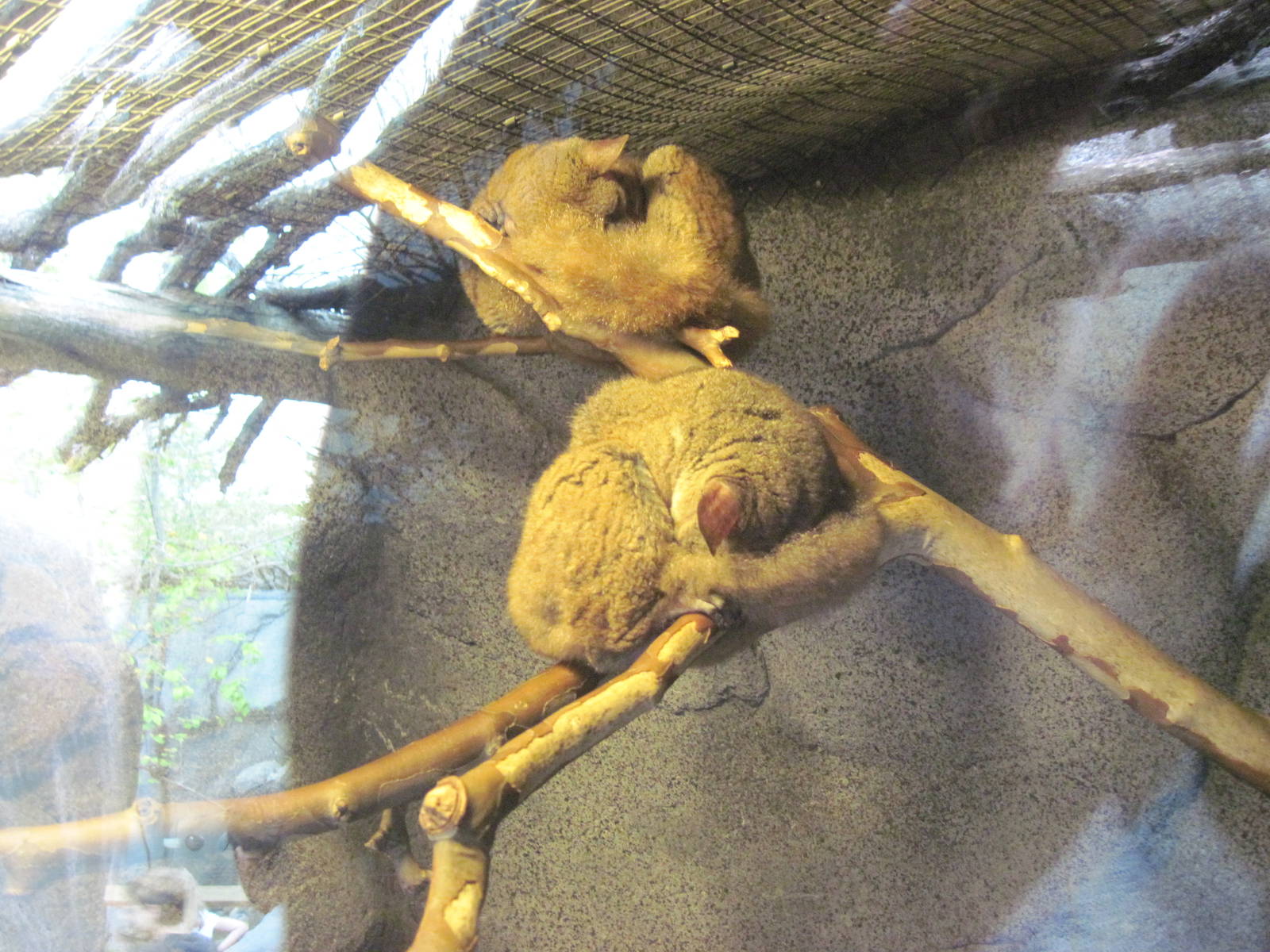 Africa-Greater Galagos