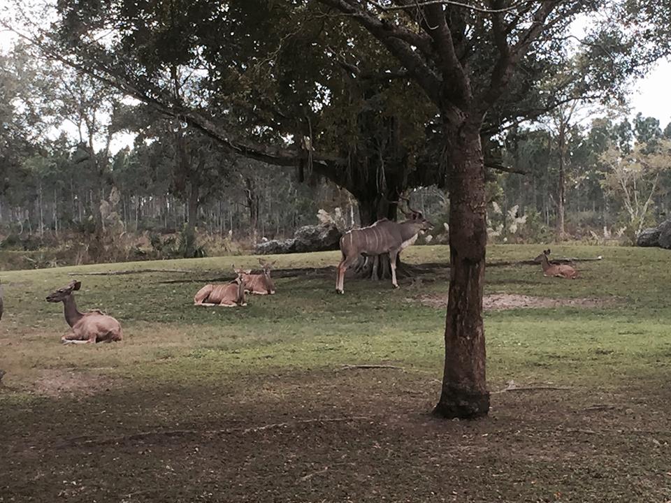 Africa- Greater Kudu/Addra Gazelle