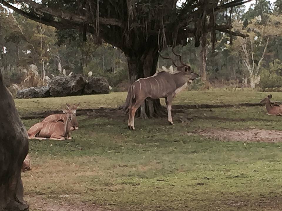 Africa- Greater Kudu/Addra Gazelle