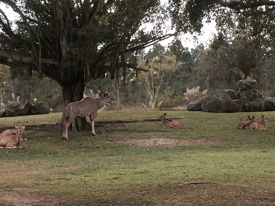 Africa- Greater Kudu/Addra Gazelle