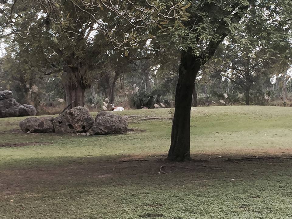 Africa- Greater Kudu/Addra Gazelle